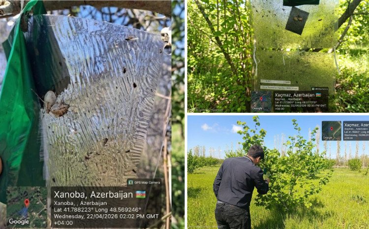 Qəhvəyi mərmər bağacığına  qarşı feromon tələlərə nəzarət tədbirləri davam etdirilir 