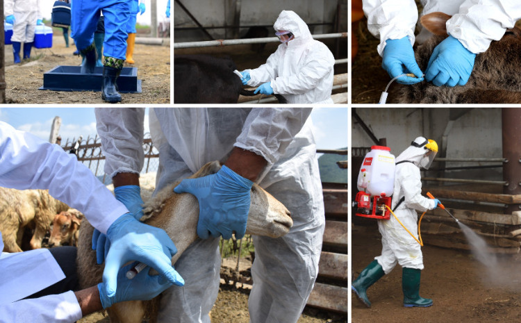 Ölkə üzrə peyvəndləmə tədbirləri davam etdirilir 