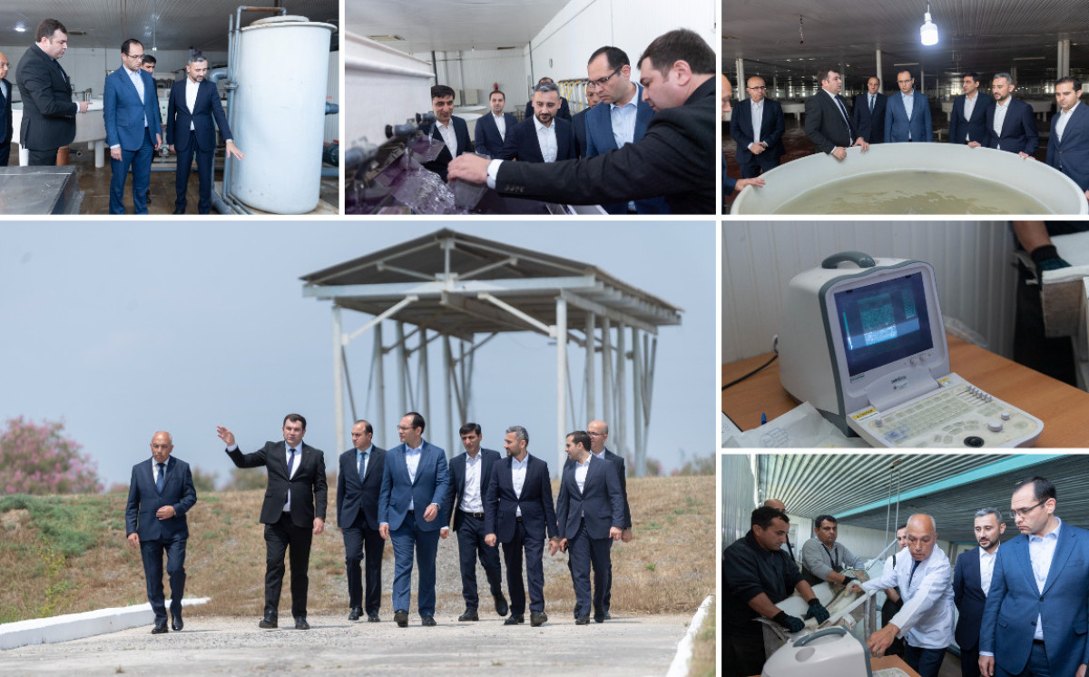 Nazir Məcnun Məmmədov Neftçalada “Xıllı balıq" MMC-nin fəaliyyəti ilə tanış olub 